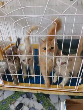 4 ekor 1 juta aja