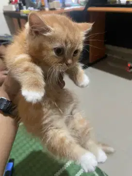 kitten ready to adopt