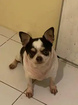 Anjing Chihuahua Asli Jantan / Laki - Laki