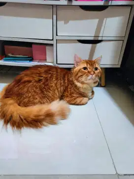 Kucing Persia mencoon