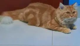 Lepas adopt kucing persia