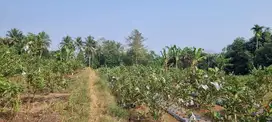 DIJUAL MURAH TANAH KEBUN JAMBU KRISTAL PRODUKTIF DI CIAMBAR SUKABUMI