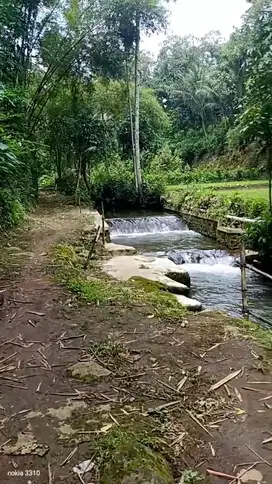 Kebun Durian Gandeng Sungai Tajinan Malang