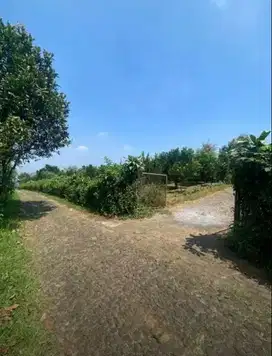 lahan kebun jeruk view landscape kota batu akses mobil