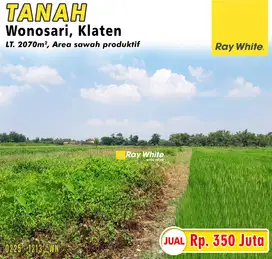 Dijual Tanah Sawah Murah Produktif