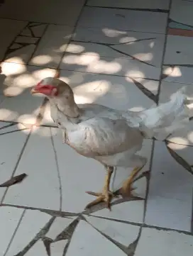 Ayam Bangkok Betina
