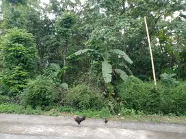 Aset BTN Solo Tanah Pekarangan di Demangan Sambi - Boyolali