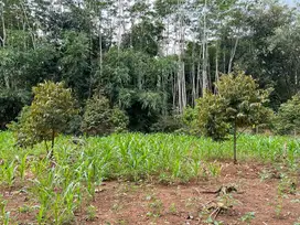 Tanah Kebun Durian Musangking & Bawor 200 Juta