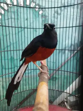 murai batu dewasa