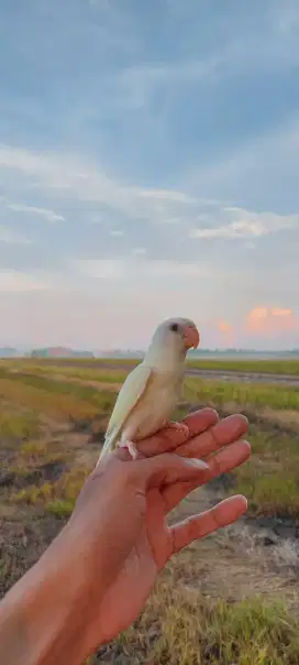 Lovebird jinak cremino mm non klep.ff tipis2