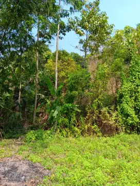 Kayu medang campang jaya