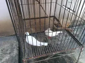 JUAL 2 KANDANG BESI + 2 BURUNG PUTER