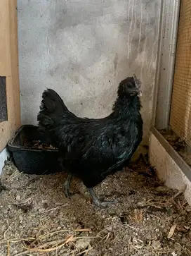 Betina cemani lidah abu sudah bertelur