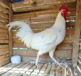 Jual ayam bekisar putih atau bekiput usia 8 bln rajin kokok kota batu