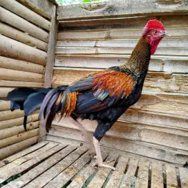Jual ayam bekisar wiring kuning emas 9bln rajin kokok bagus kota batu