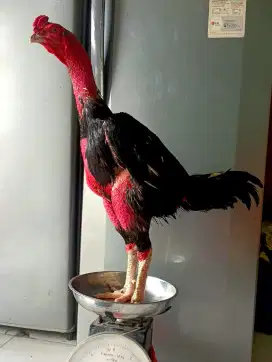 Ayam Bangkok x Ganoi