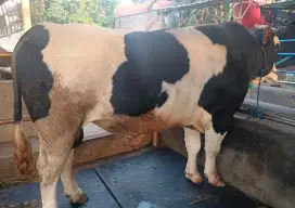 SAPI QURBAN TERBAIK MURAH