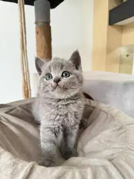 Kucing BSH Non Ped Warna Lilac