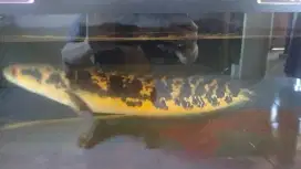 Ikan chana yellow Sentarum 50cm-+