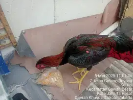 Ayam Bangkok koyngon