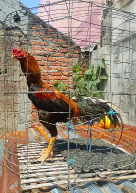Ayam Bangkok Wiring Kuning