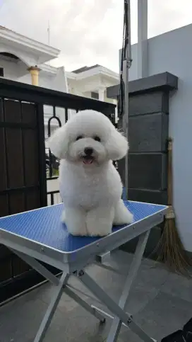 JUAL MALE POOCHON
