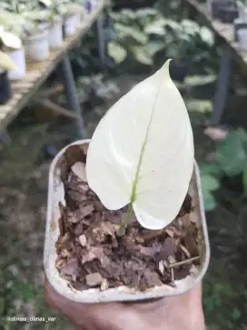 homalomena variegata mint