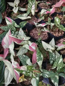 syngonium red spot 3c