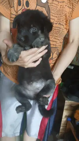 Puppies herder x husky