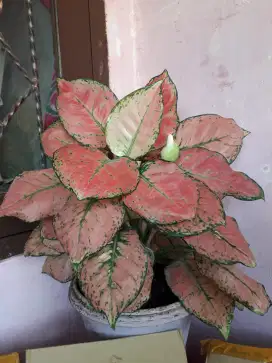 Aglonema sudah makin besar&banyak daun