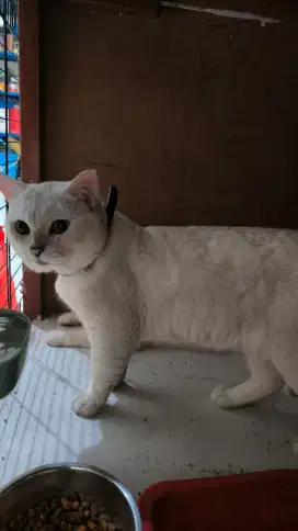 Kucing BSH jantan