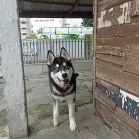 LA Anjing Husky