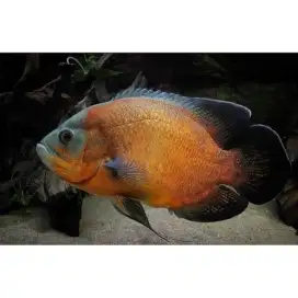 ikan oscar paris tembaga