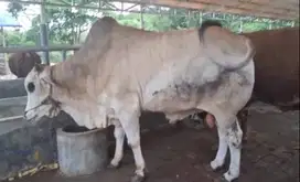 sapi Putih jawaan 700kiloan siap sapi qurban terbaik 2025 jamin manteb