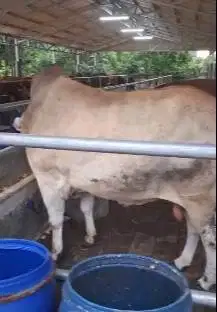 sapi Putih jawaan 700kiloan siap sapi qurban terbaik 2025 jamin manteb