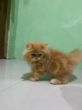 KITTEN PEAKNOSE JANTAN GIMBUL LUCU