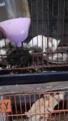 Sugar glider mozaik betina joey