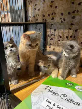 Kucing Lucuu BLH dan BSH ready