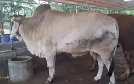 sapi putih 500kiloan siap kurban premium 2025 rawatan kandang manteb