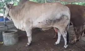sapi putih jawaan 700kiloan rawatan kandang jogrokan keren tinggi puas
