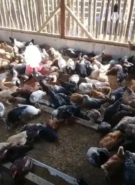 Ayam kampung KUB