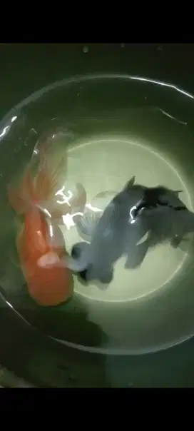 Ikan Hias Mas Koki