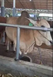 sapi jawaan 700kiloan putih jogorkan tinggi besar rawatan kandang puas