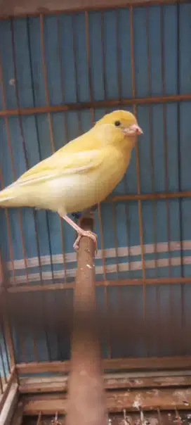 Paud jaminan jantan