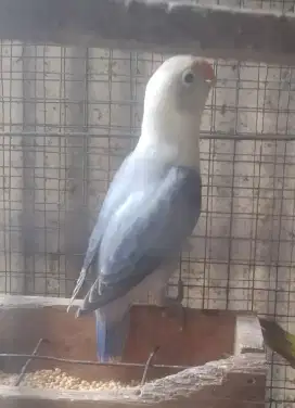 Burung Lovebird muda.