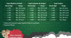 Sapi qurban idul adha