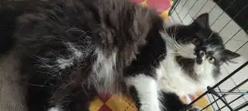 Kucing peaknose jantan