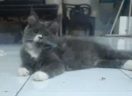 Kucing Mainecoon pure good profil dan termurah
