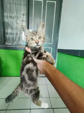 kucing mixdom persia harga 2 ekor