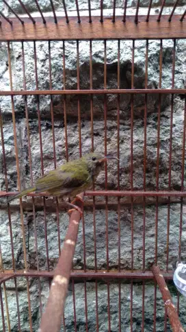 Burung Kolibri SPR Ekor Biru